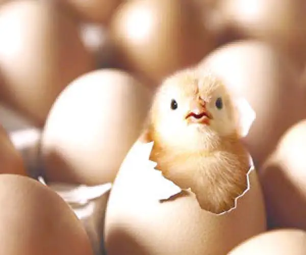 فقاسة بيض دواجن تتسع 2000بيضة دجاج او بيضة حجل او فري2500